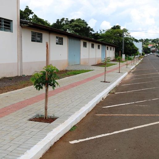 Prefeitura de SJCedro trabalha no plantio de árvores