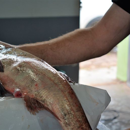 Cerca de 10 toneladas de peixes devem ser comercializadas em SMOeste