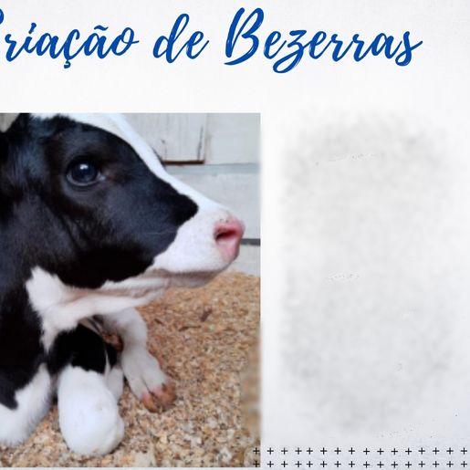 São João do Oeste inicia capacitação sobre criação de bezerras