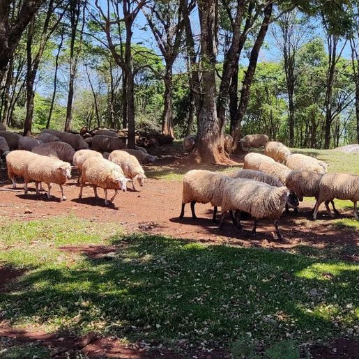 Ovinocultura de corte será tema de palestra durante a Expo Cedro