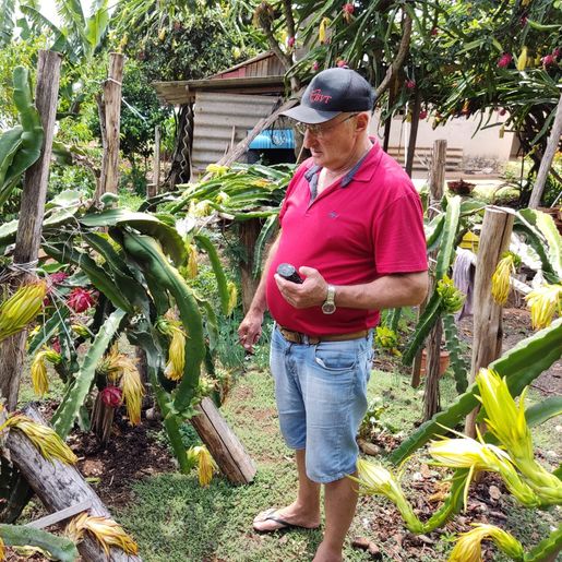 Produtor de pitayas de São José do Cedro comemora safra