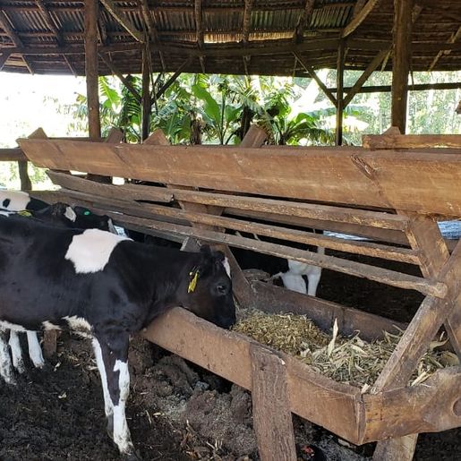 Projeto que cria o Concurso da Bezerra e da Novilha é aprovado em primeira votação