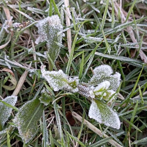 Iporã do Oeste registra geada histórica no mês de novembro