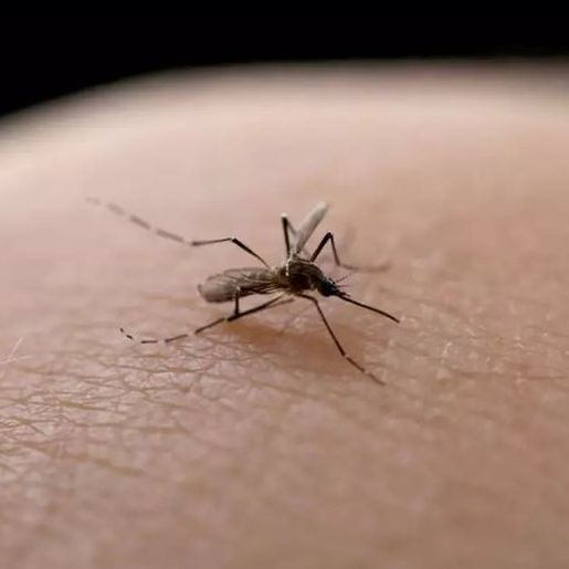 São Miguel do Oeste investiga óbito suspeito de dengue