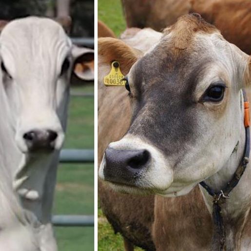 Nelore do tio ‘pula cerca’ e fecunda vacas Jersey do sobrinho e dono do touro pagará indenização