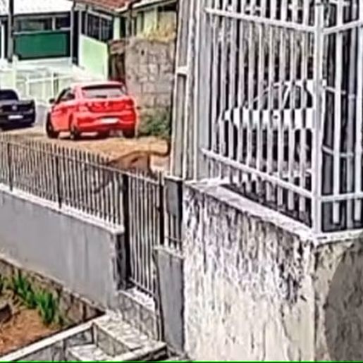 Morador fica frente a frente com onça-parda no meio da rua SC