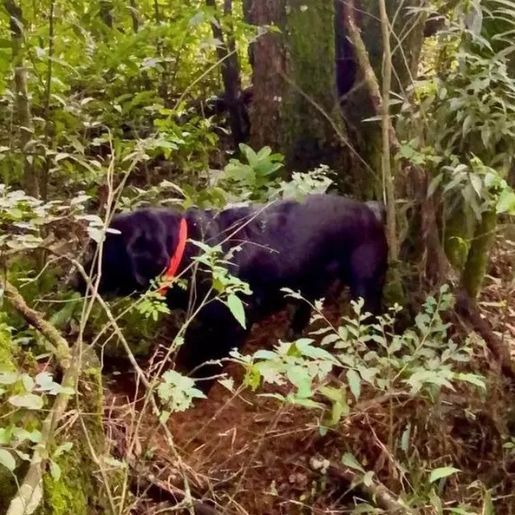 Polícia investiga esquartejamento após partes de corpo serem encontradas em SC