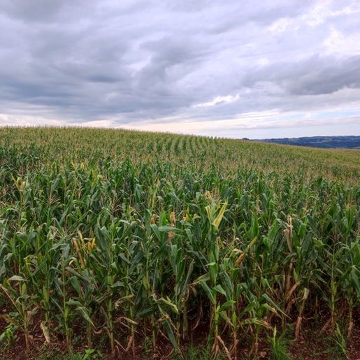 Excesso de chuva gera preocupação com a colheita do milho destinado para silagem