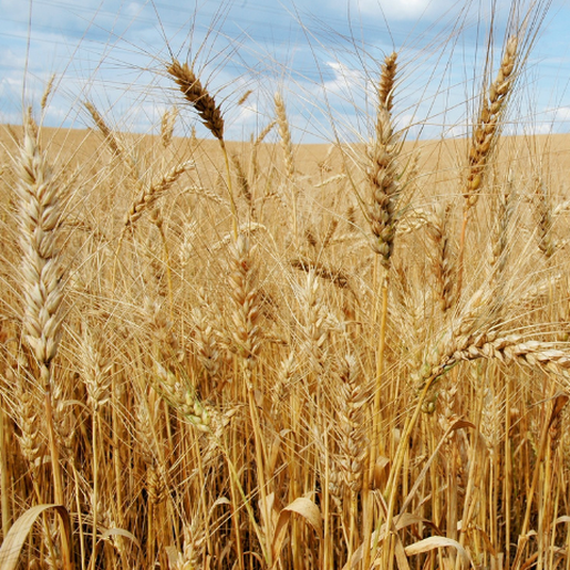 OUÇA: Plantio de trigo ressurge e deve bater recorde em Descanso