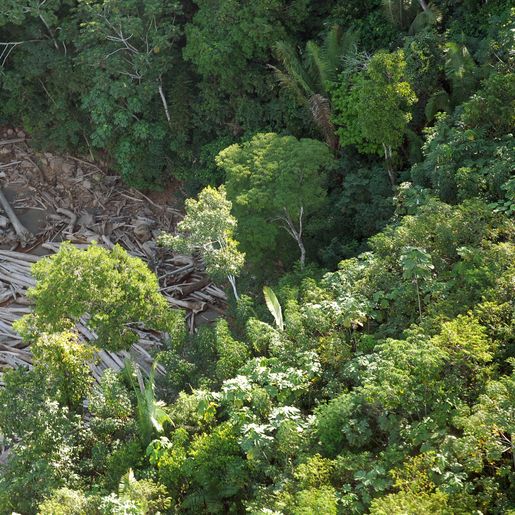 Venezuela é o país com maior perda de florestas na região amazônica, diz ONG