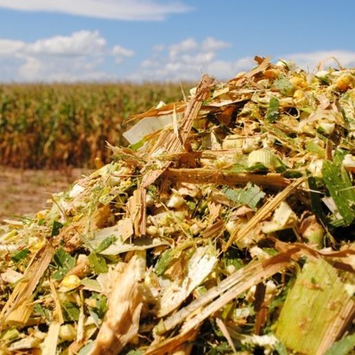 Agricultores de SMO iniciam colheita de milho para silagem com expectativa positiva