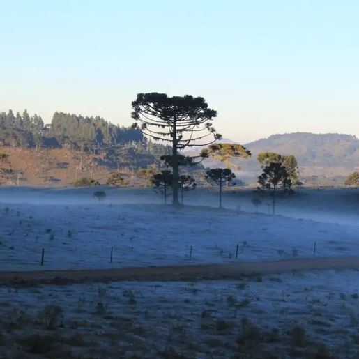 Frio chega a SC e cidades amanhecem com temperaturas abaixo de zero