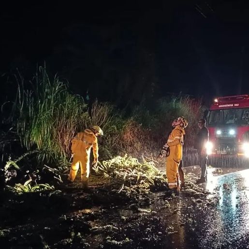 Temporal e rajadas de vento derrubam árvores e causam danos em casas no Oeste