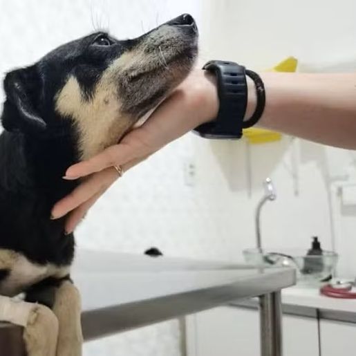 Cachorra prenha é enterrada viva em Joinville; adolescentes e mulher suspeitos são alvos da polícia