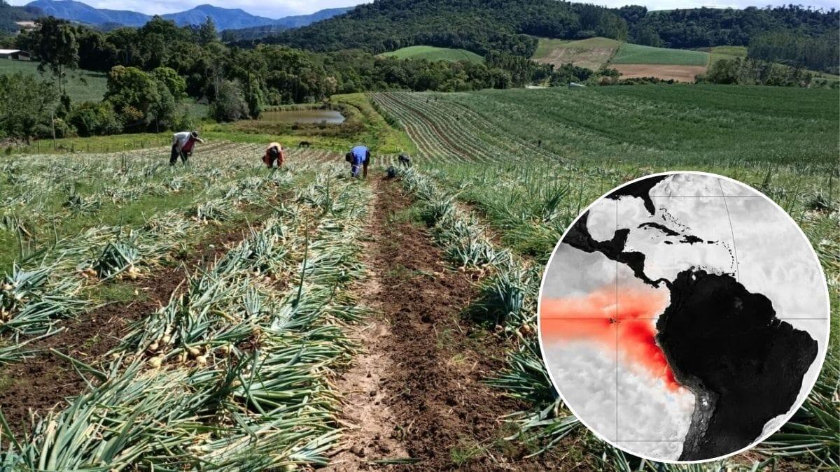 El Niño pode reduzir produção de trigo, alho e cebola em Santa Catarina