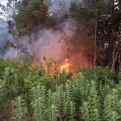 Vídeo: Incêndio florestal mobiliza bombeiros por sete horas no dia de natal