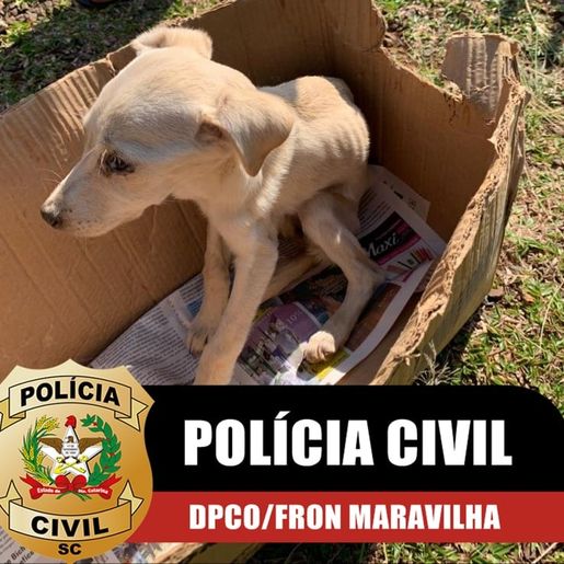 Polícia Civil resgata cachorro vítima de maus-tratos