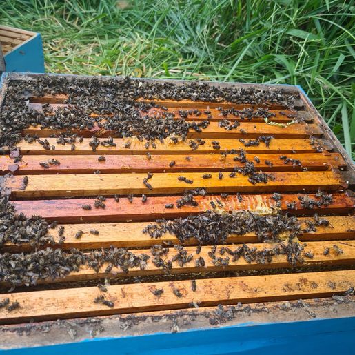 Apicultor registra morte de abelhas e suspeita de envenenamento