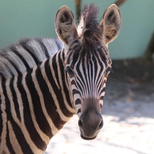 Filhote de zebra nasce em SC após gestação incomum no Brasil