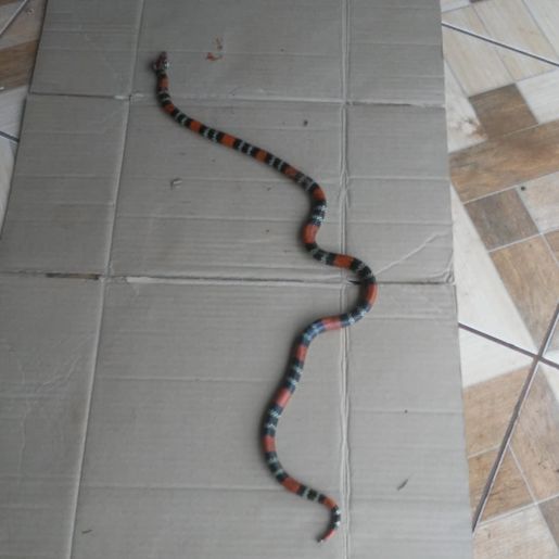 Moradores levam susto ao se deparar com cobra coral no interior de Riqueza