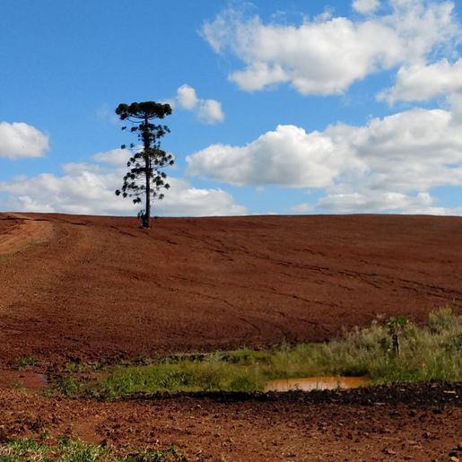 Agrônomo lamenta erosões causadas por manejo errado em lavouras