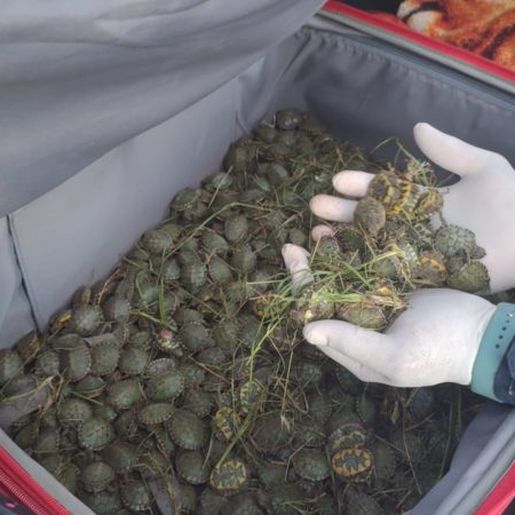 Casal de SC é preso com mil tartarugas escondidas no porta-malas de carro