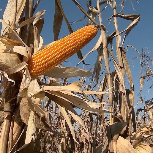 Sindicato de Mondaí recebe pedidos de sementes de milho especial