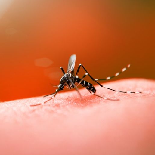 Casos de Dengue registram novo aumento significativo em Itapiranga