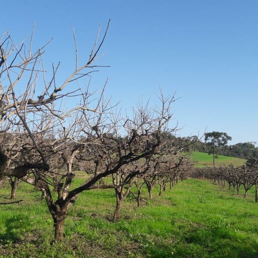 Poucos dias de frio prejudicam a produção de frutas