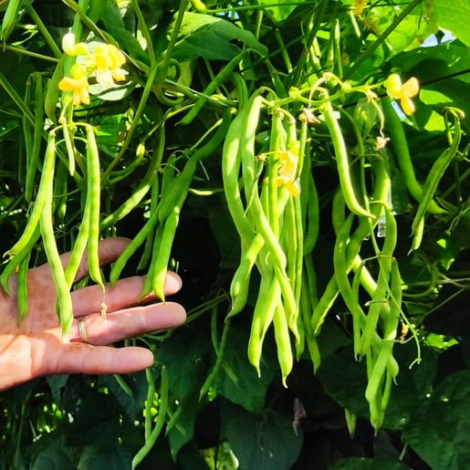 Ex-empresário do ramo frigorífico desempenha atividades com a produção de hortaliças