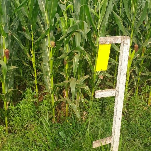 Programa Monitor SC continua combate à cigarrinha do milho em SMOeste