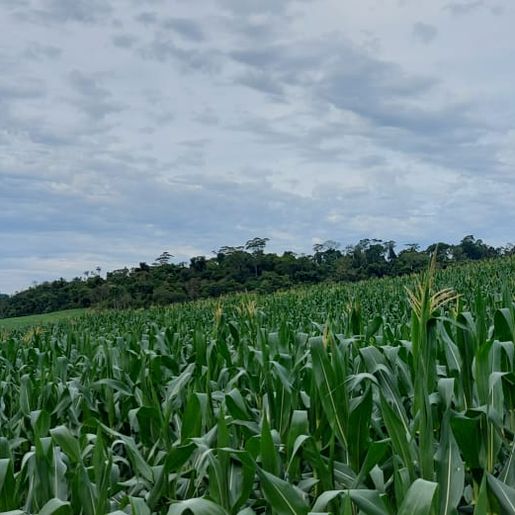 Itapiranga registra baixa procura por sementes de milho
