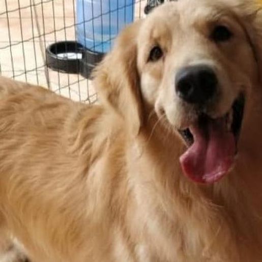 Aprovada lei que proíbe cachorro de latir em cidade catarinense