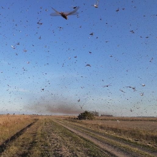 VÍDEO: Nuvem de gafanhotos chega à Argentina e se aproxima do Brasil