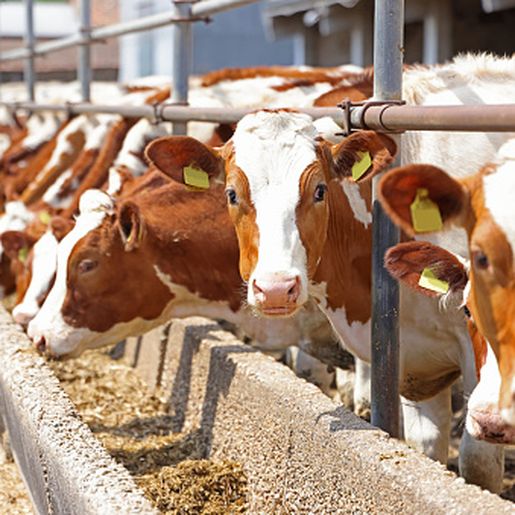 Agricultura avalia expor animais durante a ExpoAnchieta em 2023