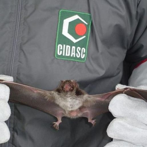 Cidasc confirma caso de raiva bovina no interior de Belmonte