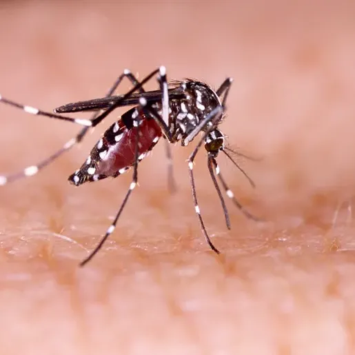 Tunápolis realiza primeiro levantamento do ano sobre situação da dengue