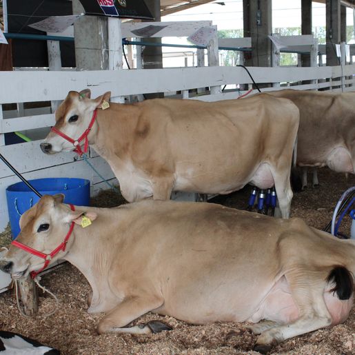 Iniciado torneio leiteiro na Faismo 2022
