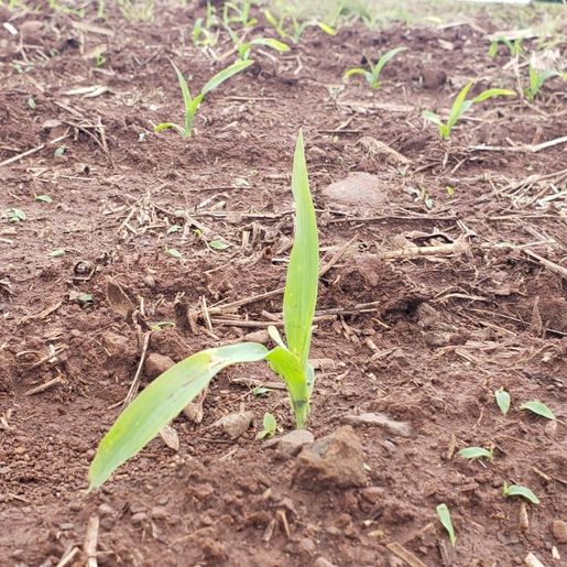 Controle da cigarrinha será fundamental para uma boa safra de milho neste ano