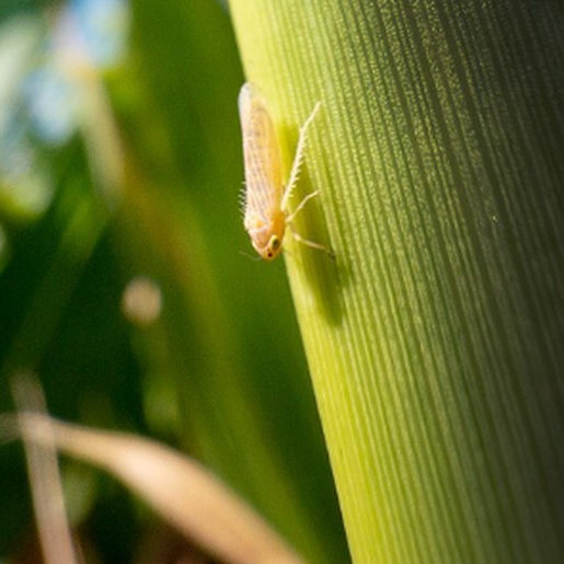 Infestação da cigarrinha causa preocupação no cultivo da safra de milho