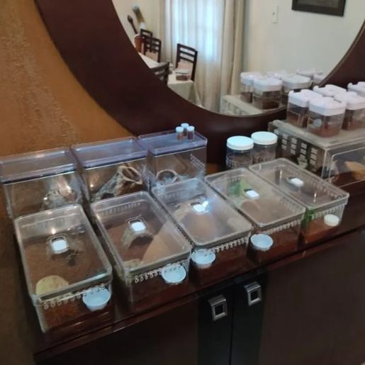 FOTOS: 64 aranhas e três escorpiões são apreendidos em Joinville