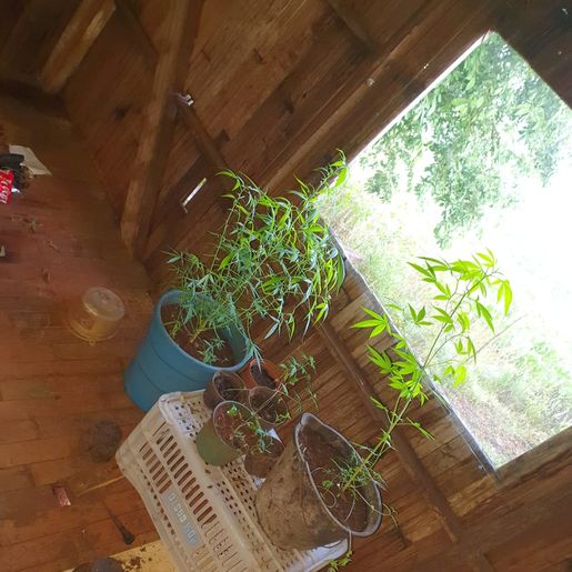 Operação contra o tráfico de drogas resulta na prisão de um suspeito em Cedro