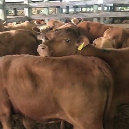 Leilão no Extremo Oeste deve comercializar 450 animais entre reprodutores e gado geral