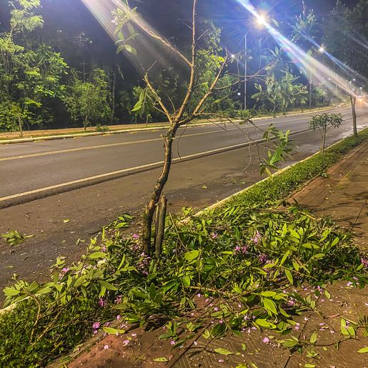 Para comemorar aniversário, jovens danificam mais de 50 árvores em SMO