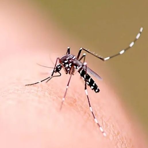 Dengue em queda no Extremo Oeste, mas 5 cidades seguem em epidemia
