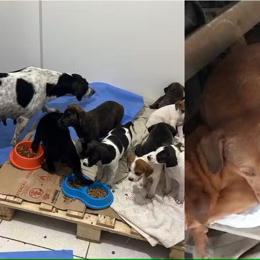 Cães mortos congelados em freezer são achados em terreno que funcionava como abrigo em SC