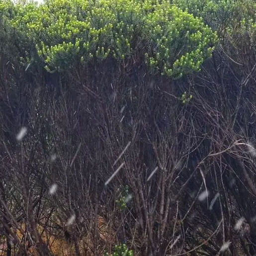 Pela primeira vez na história, SC registra neve em novembro