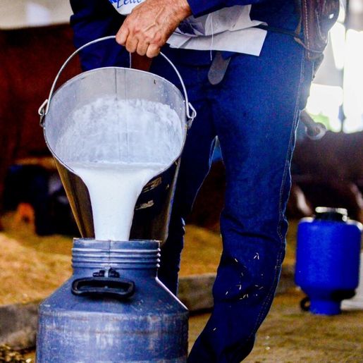 Crise no leite continua e Conseleite discute preço nesta sexta-feira em SC