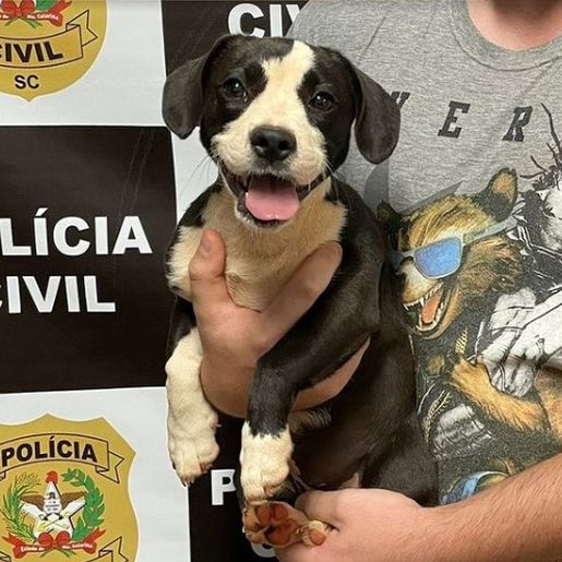 Polícia Civil localiza animal furtado em SMOeste