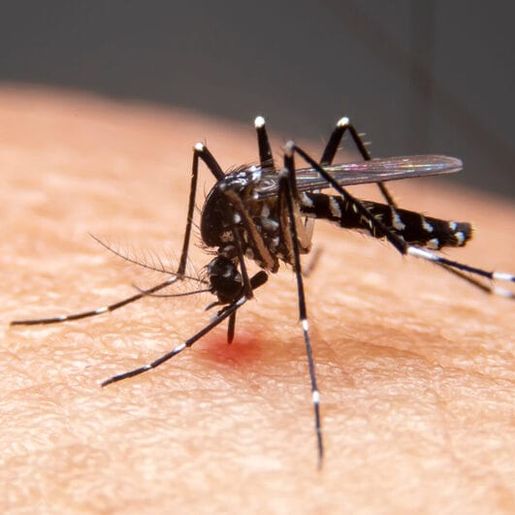 Primeiros meses do ano têm queda de 83% nos casos de dengue em SC